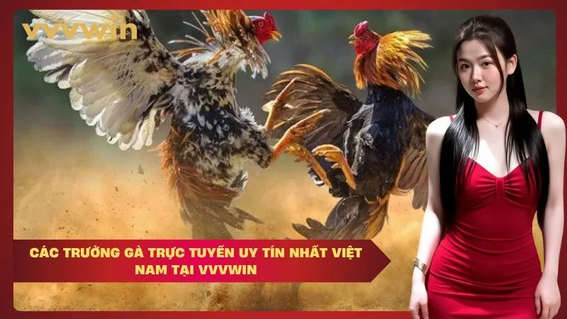 Các trường gà trực tuyến uy tín nhất Việt Nam tại VVVWIN